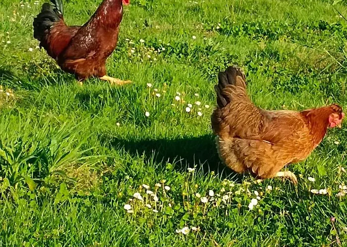Venkovský dům Casa Brues Boborás